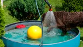 Îți stropești câinele cu apă când este foarte cald afară? Iată de ce este o greșeală care îl pune în pericol