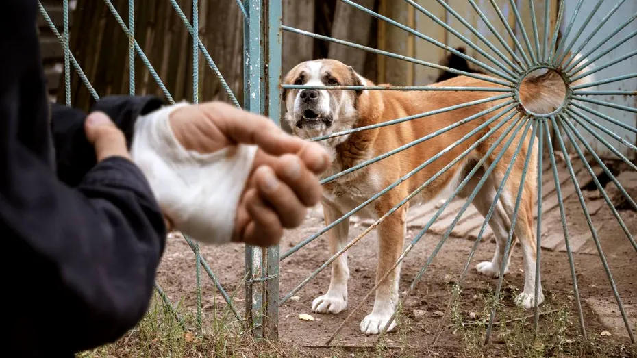 Mușcătura de câine: primul lucru pe care trebuie să-l faci să nu iei rabie