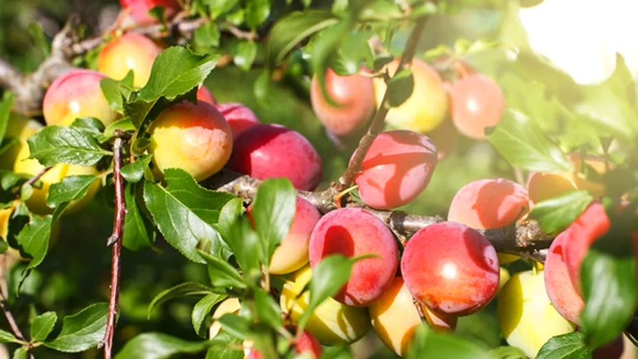 Tratamentul natural și vechi care protejează pomii fructiferi. Cu ce să-i stropești la începutul verii