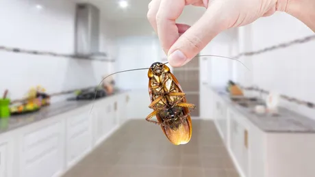 Cum scapi de gândacii de bucătărie? Soluția ieftină și naturală cu două ingrediente pe care le au toți românii în casă