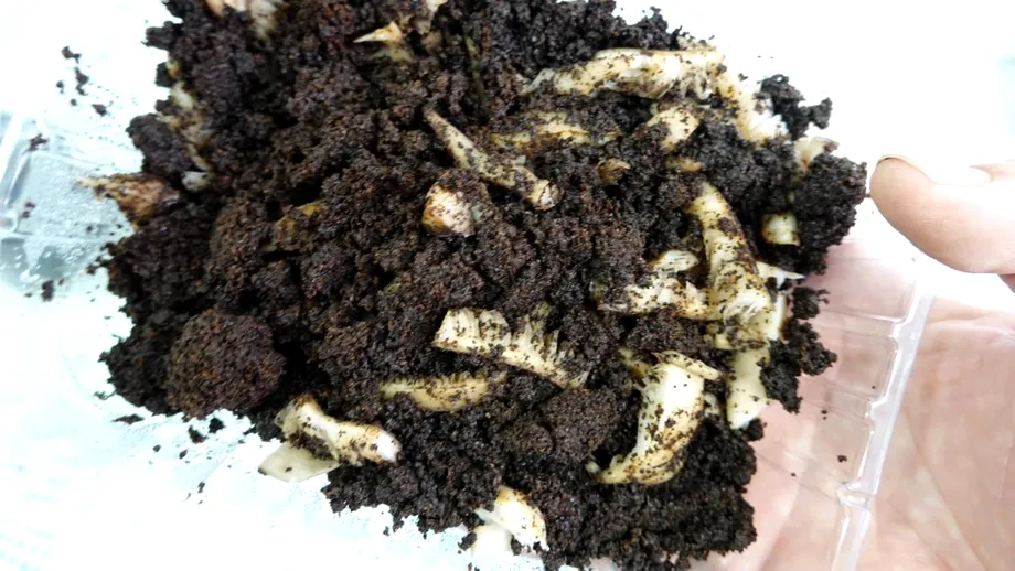 Alimentul pe care îl poți cultiva în baie. N-are nevoie de lumină și îl poți vedea cum crește în timp ce te speli pe cap