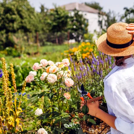 Condimentul banal care face minuni în grădină. Ce trebuie să presărați în jurul plantelor pe timpul verii