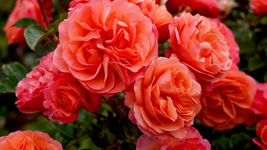 Cum să îngrijești trandafirii ofiliți și să le prelungești viața