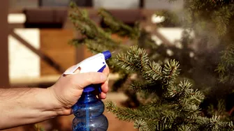 Cu ce trebuie să stropeşti bradul natural înainte să-l împodobeşti. Un truc util pentru un Crăciun fără ace căzute
