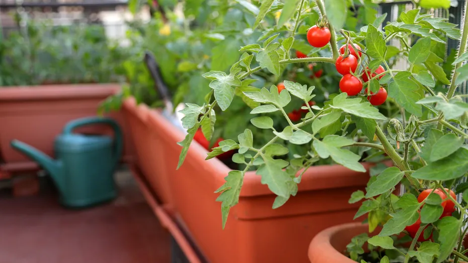 Fructe, legume și verdețuri pe care le poți crește pe balcon, dacă stai la apartament