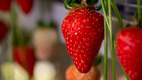 Cum să cultivi căpșuni ca să aibă fructe mari și zemoase. Secretele fermierilor au fost dezvăluite