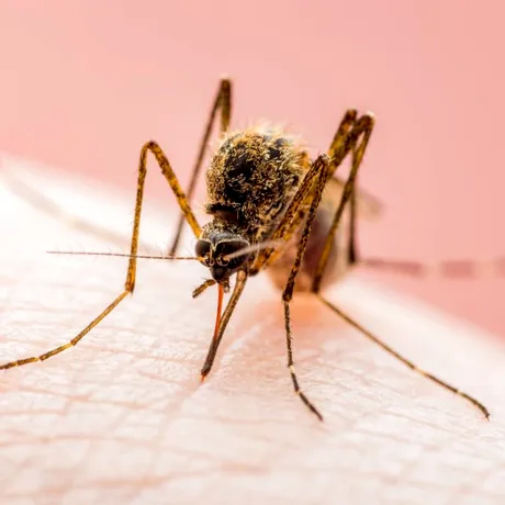 Virusul West Nile se extinde în Europa. România se numără printre țările în care au fost raportate cazuri