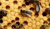 Veninul albinelor ar putea vindeca virusul HIV