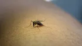 Alertă de la INSP: 58 de cazuri de West Nile în România. Bucureștiul, pe primul loc în clasamentul infectărilor