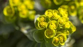 Euphorbia, planta spectaculoasă care îți transformă grădina. Cum o îngrijești și ce trebuie să știi despre „coronița lui Hristos”