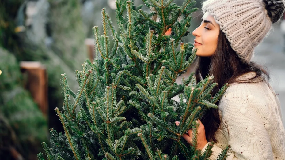Care soi de brad miroase cel mai puternic în casă. Are și o rezistență mai mare