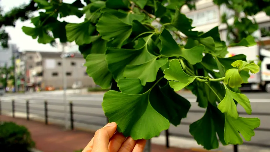 Ginkgo biloba: beneficii, limite și ce trebuie să știi înainte să îl folosești