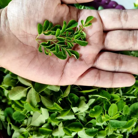 Planta despre care se spune că are mai mult calciu decât laptele. I se spune „antibioticul naturii”