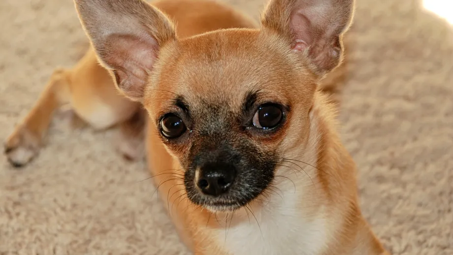 Un bărbat de 71 de ani, la limita dintre viață și moarte, după ce a fost infectat cu un parazit de la câinele lui Chihuahua