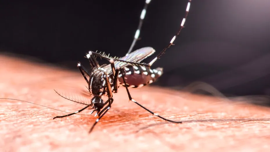 Sezonul dengue a început. 6 lucruri pe care trebuie să le știi înainte de apariția febrei