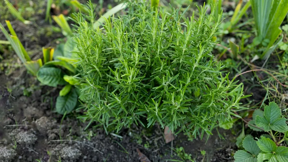 Remediul NATURAL care apără creierul de uitare și anxietate