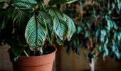 Cum îți faci plantele de apartament să înflorească mai repede. Trucurile simple recomandate de experți