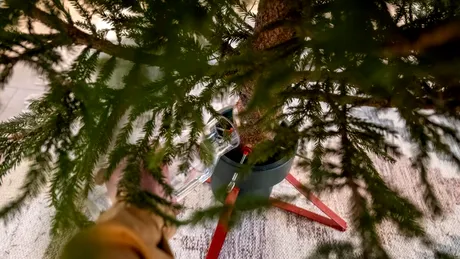 Cum să menții bradul de Crăciun proaspăt și hidratat săptămâni bune! Ce să pui la rădăcina lui, imediat după ce l-ai adus acasă