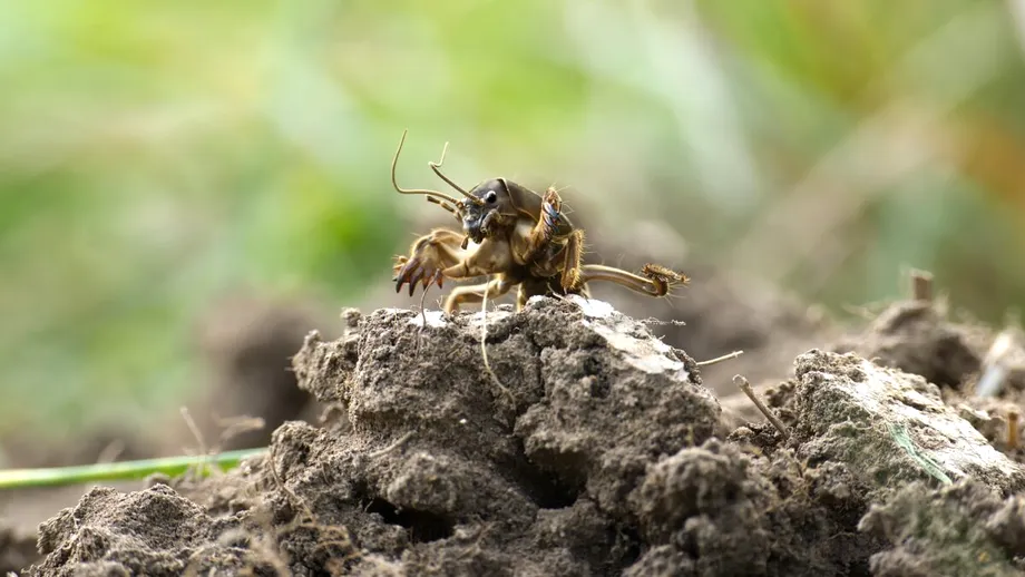 Combaterea coropișnițelor la început de primăvară, cu o soluție naturală. Rețeta virală a unui fermier român