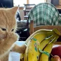 Cele 8 mirosuri pe care orice pisică le detestă: mirosul cafelei, bananelor, oțetului și…