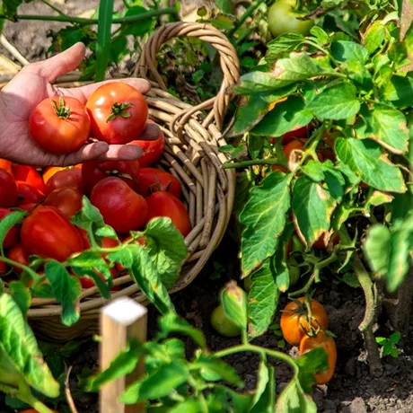 Secretul unei recolte bogate și gustoase de roșii. Cât soare au, de fapt, nevoie