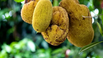 Jackfruit și beneficiile sale pentru sănătatea femeilor! Conține și antioxidanți care combat îmbătrânirea prematură a pielii