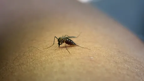 Alertă de la INSP: 58 de cazuri de West Nile în România. Bucureștiul, pe primul loc în clasamentul infectărilor