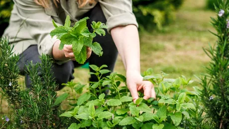 Plante și flori care țin insectele la distanță: Adio furnici, țânțari și păianjeni!