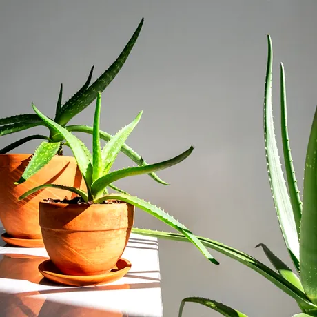 Cât de des trebuie udată aloe vera. Regula simplă care îți poate salva planta