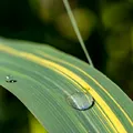 De ce se îngălbenesc frunzele plantelor primăvara: cauze frecvente și semnele unei îngrijiri greșite