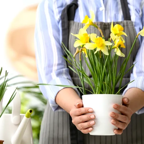 Ce să pui în ghiveciul plantelor pentru a nu se ofili. Nu-ți mai faci griji când pleci în vacanță