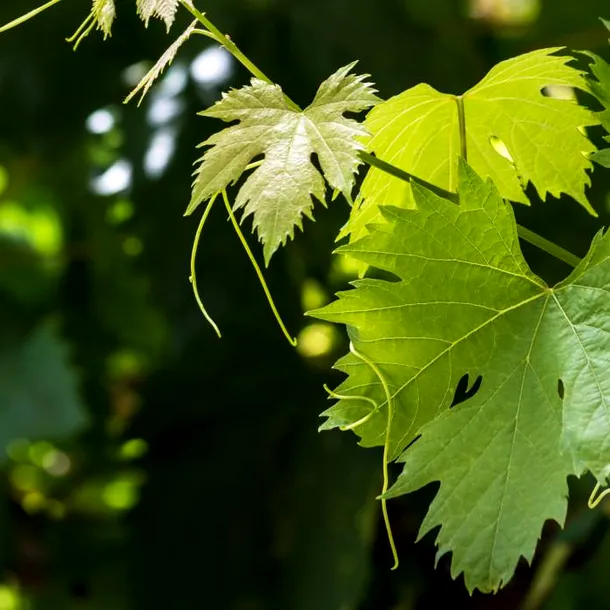 Ceai din viță de vie pentru menopauză: ce beneficii importante au frunzele de viță