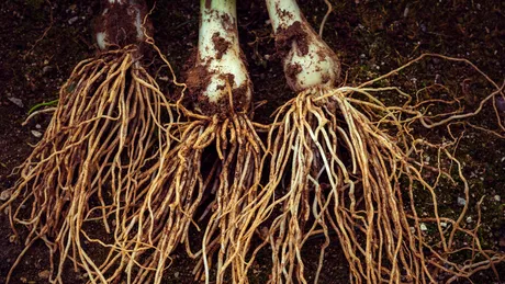 Dieta strictă a călugărilor jainiști. Trebuie să mănânce tot și este interzis să arunce mâncarea la gunoi!