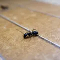 Scapă de furnici în câteva secunde. Trucurile simple din bucătărie care chiar funcționează