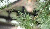 Copacul pe care nu ar trebui să-l plantezi prea aproape de casă. De ce poate deveni o problemă
