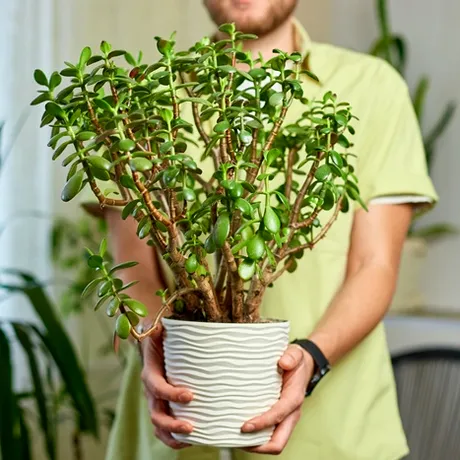 Planta pe care trebuie să o ai în casă în luna iulie! Atrage banii și prosperitatea în viața ta