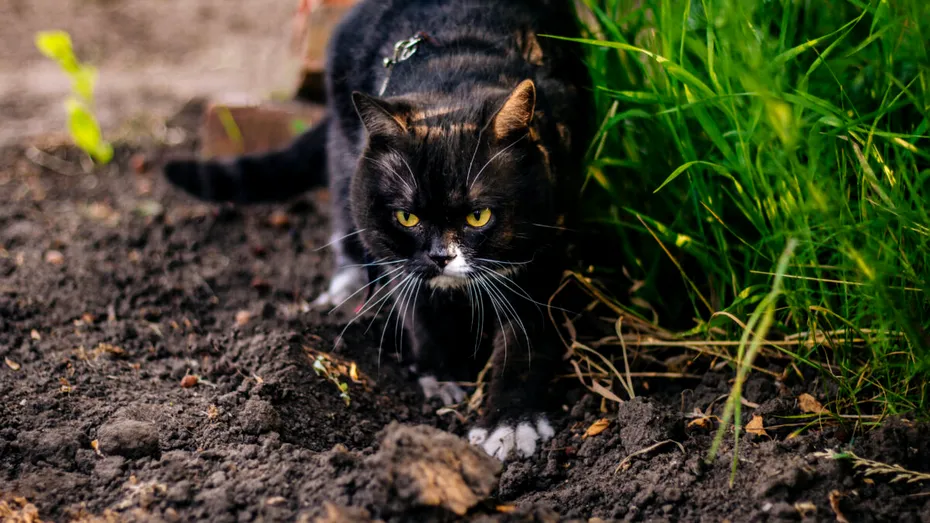 Cum ții pisicile departe de grădină? Metoda pe care ar trebui să o știe toți posesorii de feline