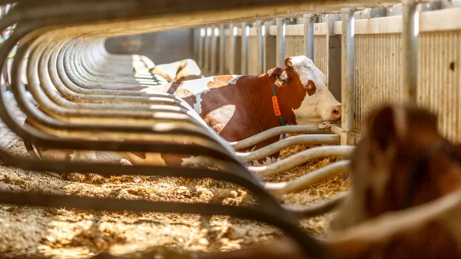 Fermierii români primesc mai mulți bani de la stat. La cât urcă subvenția în acest an?