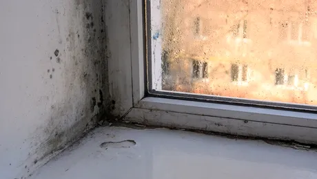 Cum putem preveni apariția mucegaiului în locuință. Sfaturi simple pentru o casă curată și sănătoasă