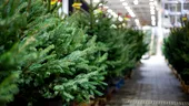 Îngrijirea corectă a bradului în ghiveci. Sfaturi de la specialiști