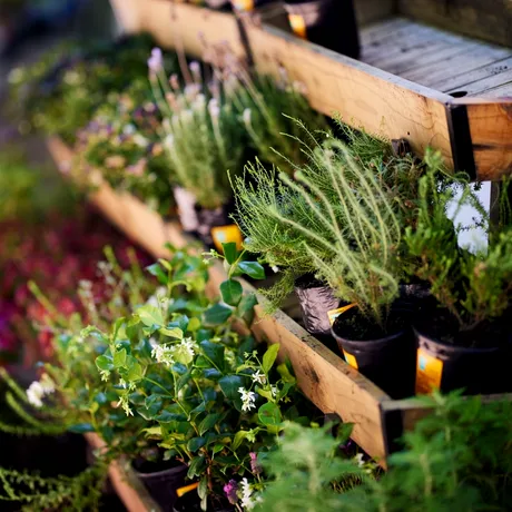 Planta pierdută de 2000 de ani, care valora mai mult decât aurul. Are proprietăți medicinale uimitoare