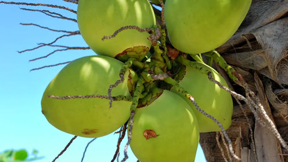 Apa de cocos – un energizant natural care are grijă de silueta ta