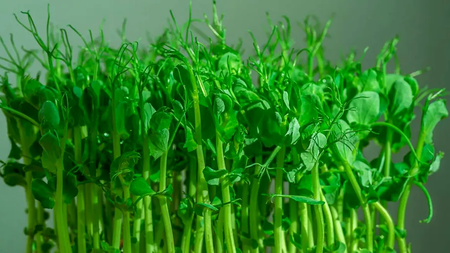 S-a creat un nou aliment pentru a elimina deficitul de B12! Doar 15g conțin doza zilnică recomandată