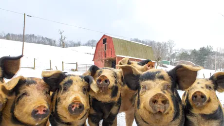 Obiceiuri și superstiții românești de Ignat