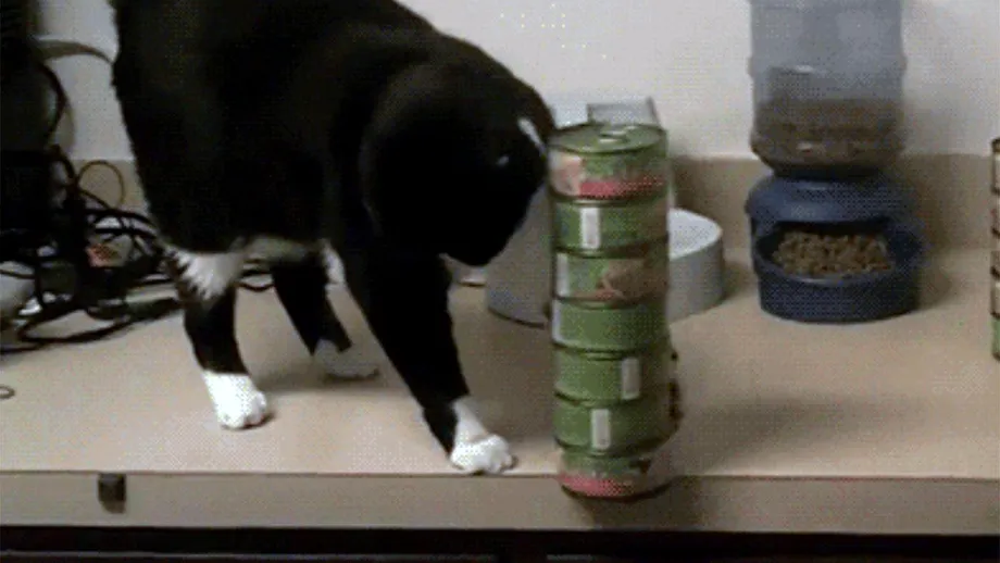 Motivul real pentru care orice pisică dărâmă obiecte de pe masă. Ce vrea să-ți comunice, de fapt