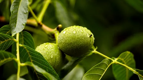 Beneficiile uimitoare ale frunzelor de nuc: Un leac natural cu o tradiție bogată