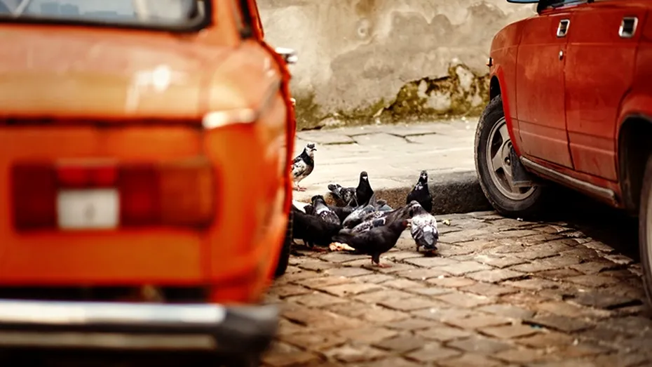 Trucul genial care te scapă de găinațul de porumbei de pe mașină. Nu vei zgâria tabla