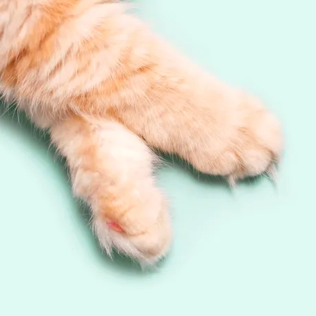 Zgârieturile de pisică, mai periculoase decât par. Ce este boala ghearelor de pisică și cum o recunoști