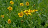 Planta minune pe care puțini știu cum să o folosească! Poate calma vânătăile și durerile