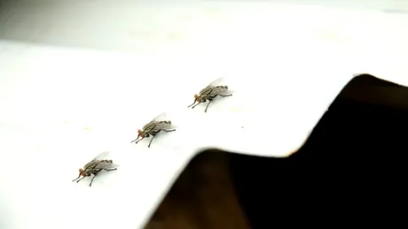 Cum folosești folia de aluminiu ca să scapi de muște: metodă simplă și rapidă, fără chimicale